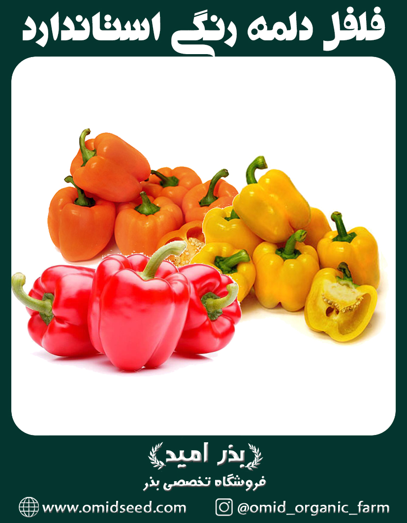 kk-Recovered بذر فلفل دلمه رنگی استاندارد - تصویر 1