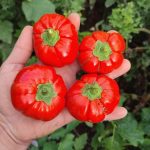 بذر بادمجان بشقابی قرمز