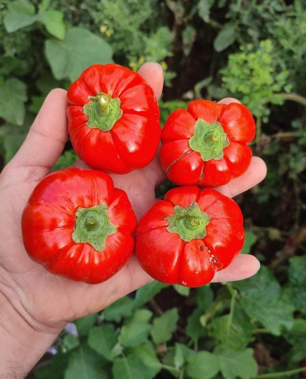بذر بادمجان بشقابی قرمز - تصویر 1