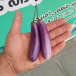بذر بادمجان مینیاتوری بنفش ( ترشی )