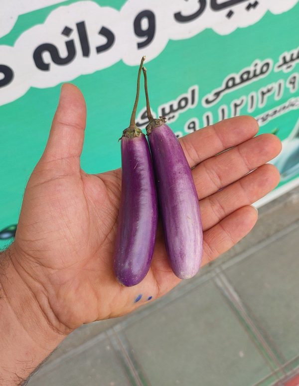 بذر بادمجان مینیاتوری بنفش ( ترشی ) - تصویر 1