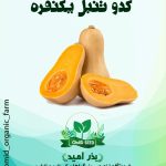بذر کدو  ( کدو تنبل  )  هیبرید