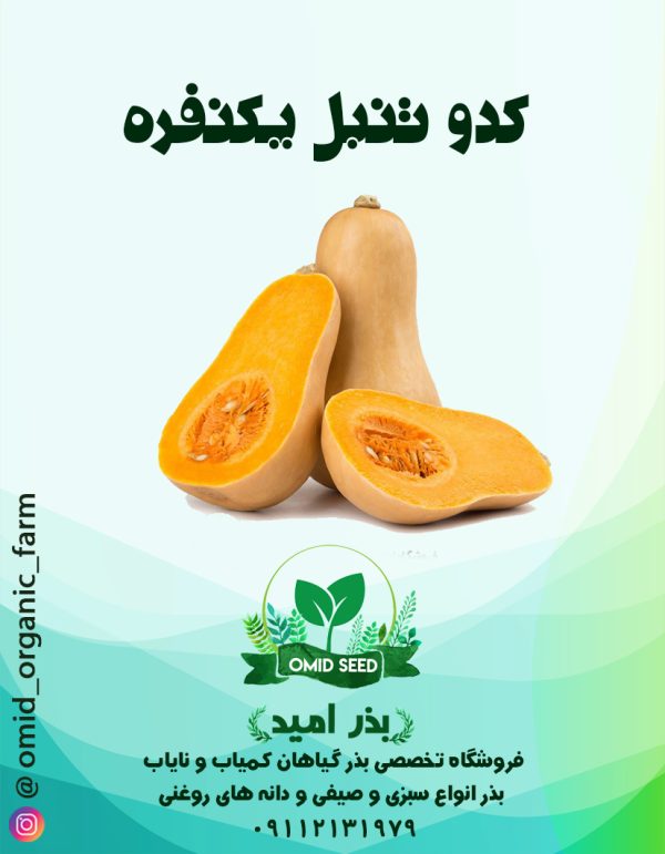 بذر کدو باترنات ( کدو تنبل یک نفره ) - تصویر 1