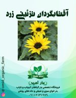 بذر آفتابگردان تزئینی زرد ( گل ریز )