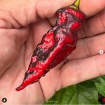بذر فلفل Bloodred Black Naga