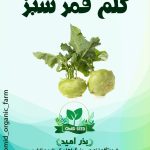 بذر کلم قمری URJ