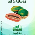 بذر پاپایا رد لیدی هیبرید F1