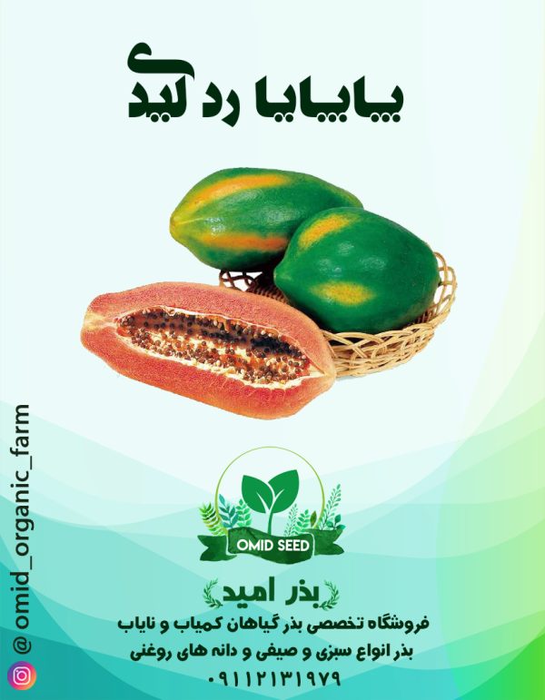 بذر پاپایا رد لیدی هیبرید F1 - تصویر 1