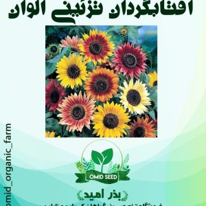 بذر گل آفتابگردان تزئینی اسپانیایی