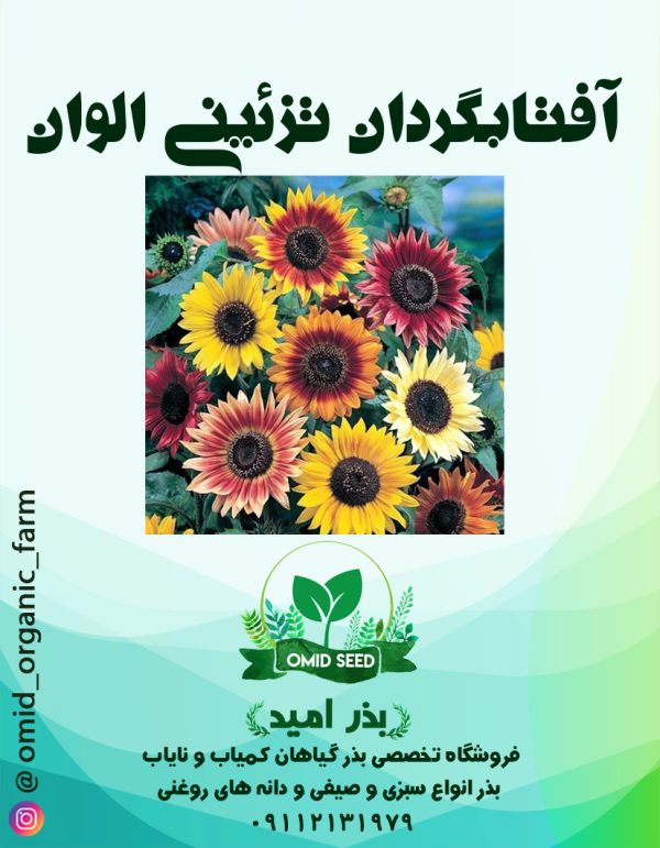 بذر گل آفتابگردان تزئینی اسپانیایی - تصویر 1