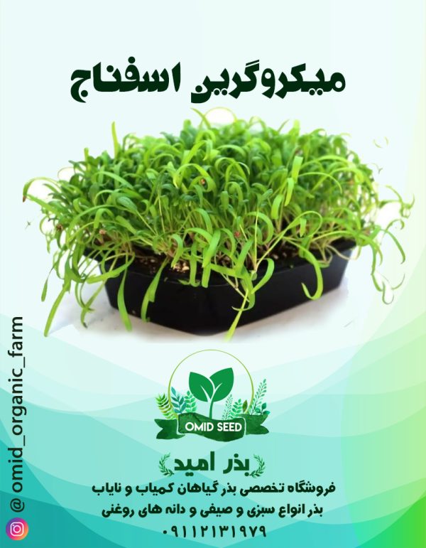 بذر میکرو گرین اسفناج - تصویر 1