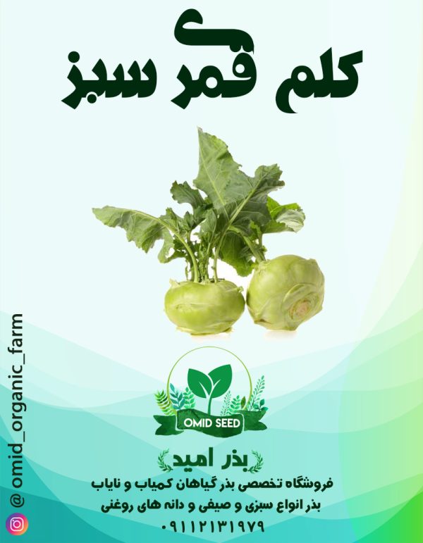 بذر کلم قمری URJ - تصویر 1