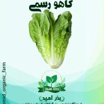 بذر کاهو رسمی فردوس