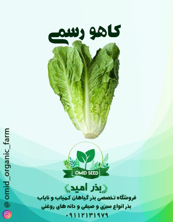 بذر کاهو رسمی فردوس - تصویر 1