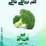 بذر بروکلی تاکی هیبرید