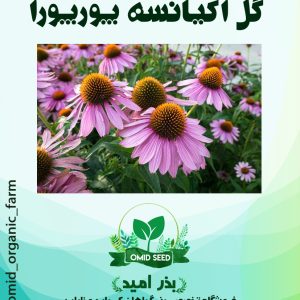 بذر گل اکیانسه پورپورا