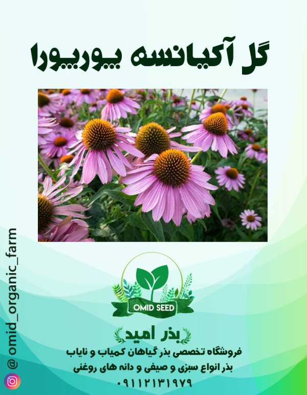 بذر گل اکیانسه پورپورا - تصویر 1