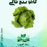 بذر کاهو پیچ تاکی
