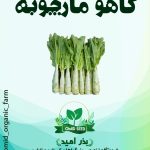 بذر کاهو مارچوبه