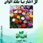 بذر گل آهار پا بلند الوان