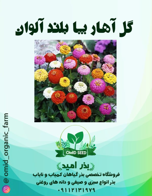 بذر گل آهار پا بلند الوان - تصویر 1