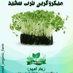 بذر میکرو گرین ترب