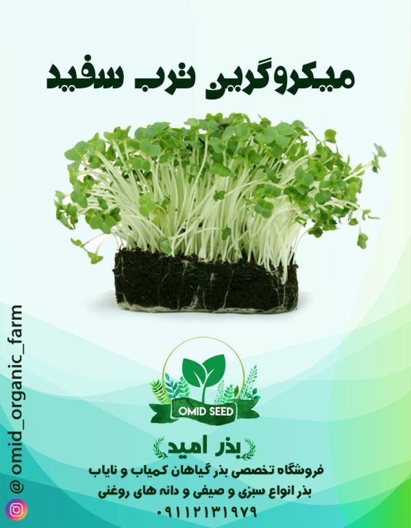 بذر میکرو گرین ترب - تصویر 1