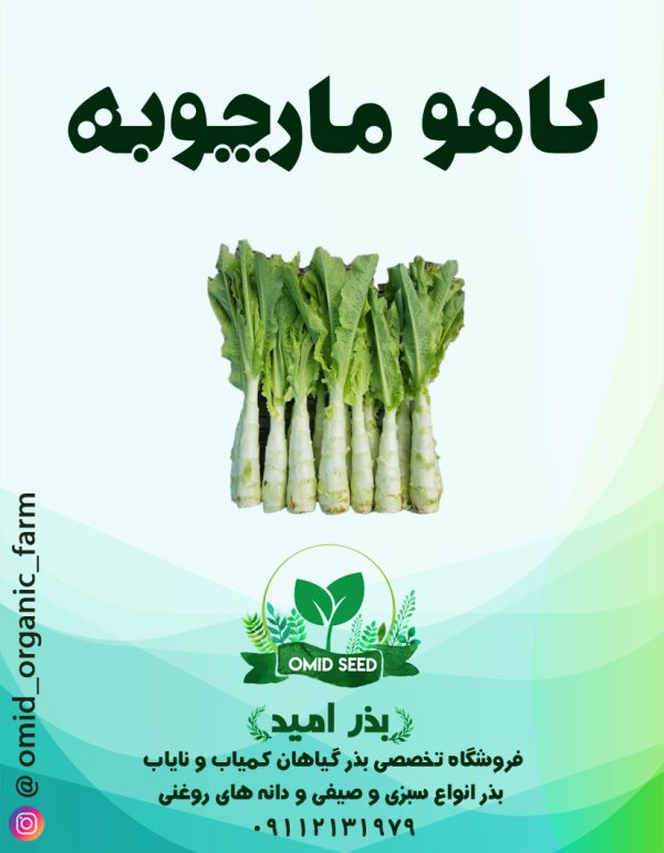 بذر کاهو مارچوبه - تصویر 1
