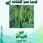 بذر لوبیا سبز گلخانه ایی  US123