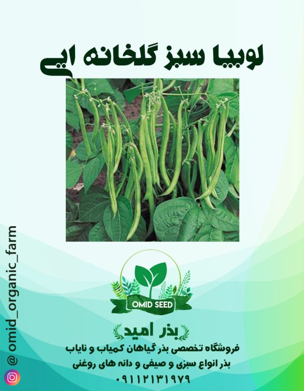 بذر لوبیا سبز گلخانه ایی  US123 - تصویر 1