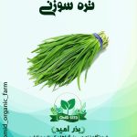 بذر تره سوزنی ( فارسی )
