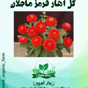 بذر گل آهار قرمز ماجلان پاکوتاه