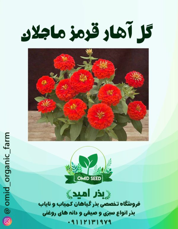 بذر گل آهار قرمز ماجلان پاکوتاه - تصویر 1