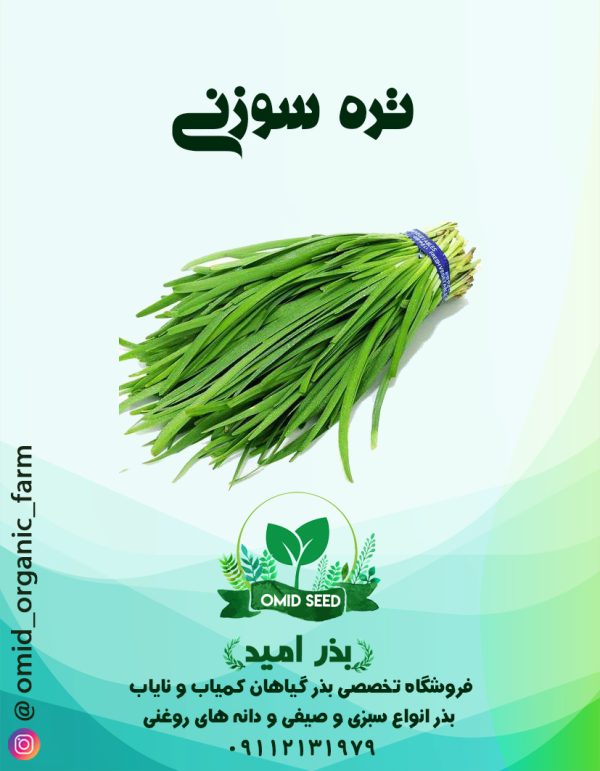 بذر تره سوزنی ( فارسی ) - تصویر 1