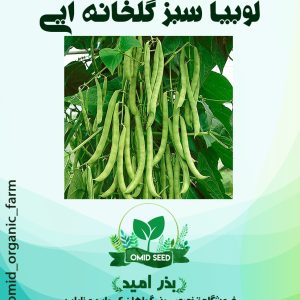 بذر لوبیا سبز گلخانه ایی US125