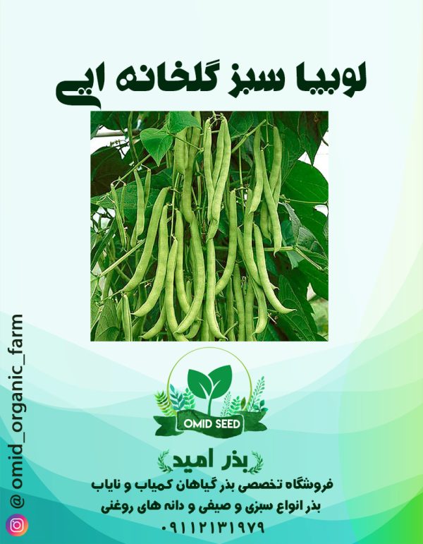 بذر لوبیا سبز گلخانه ایی US125 - تصویر 1