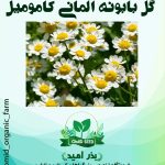 بذر گل بابونه آلمانی کامومیل