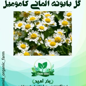 بذر گل بابونه آلمانی کامومیل
