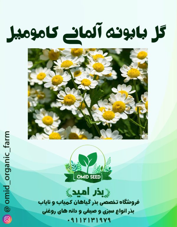 بذر گل بابونه آلمانی کامومیل - تصویر 1