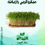 بذر میکرو گرین رازیانه