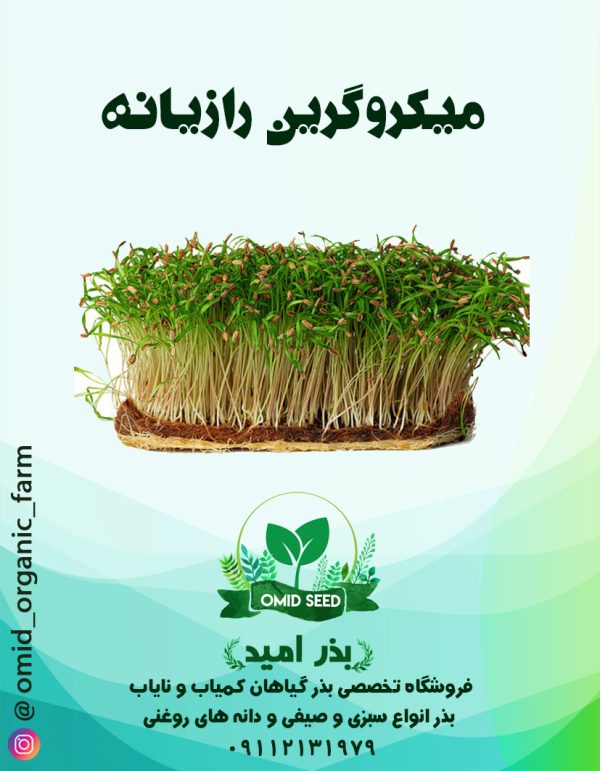 بذر میکرو گرین رازیانه - تصویر 1