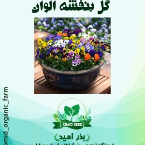 بذر گل بنفشه الوان