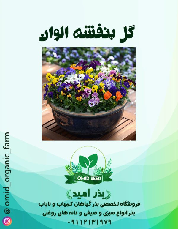 بذر گل بنفشه الوان - تصویر 1