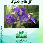 بذر گل تاج الملوک