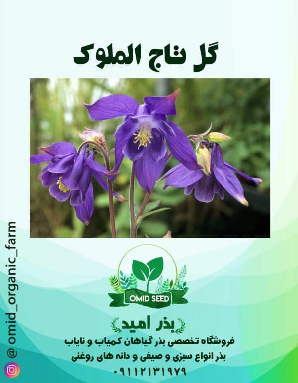 بذر گل تاج الملوک - تصویر 1