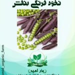 بذر نخود فرنگی بنفش
