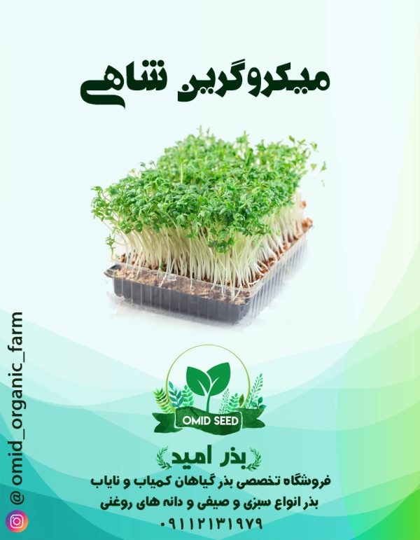 بذر میکرو گرین شاهی - تصویر 1
