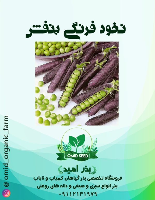 بذر نخود فرنگی بنفش - تصویر 1