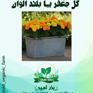 بذر گل جعفری پا بلند الوان