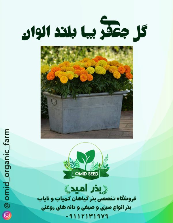 بذر گل جعفری پا بلند الوان - تصویر 1